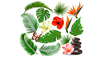 Big Collection Of Tropical Leaves