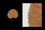 Autumn Leaves – 15 Isolated Assets, an Object Graphic by MarkSupply (Thumbnail 4 of 7)
