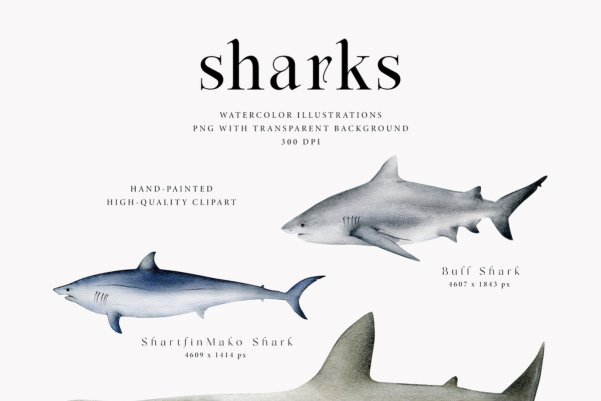 Watercolor Sharks. Ocean animals set, an Animal Illustration by Diana Askarova Art (Photo 3 of 9)