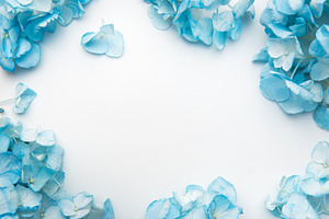 Blue hydrangea flowers creating a delicate floral border, a Nature Photo by Olena Rudo