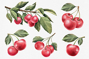 Red Cherry branch. Watercolor, a Decorative Illustration by OlyaGutArt (Thumbnail 2 of 3)