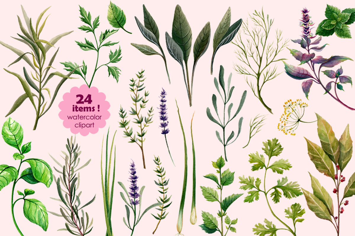 HERBS watercolor clip art set, a Graphic by AJDA ART (Photo 3 of 3)
