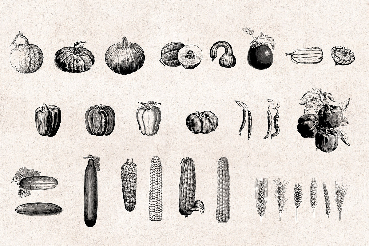 Vegetables Engravings Set, an Object Graphic by Graphic Goods (Photo 2 of 6)