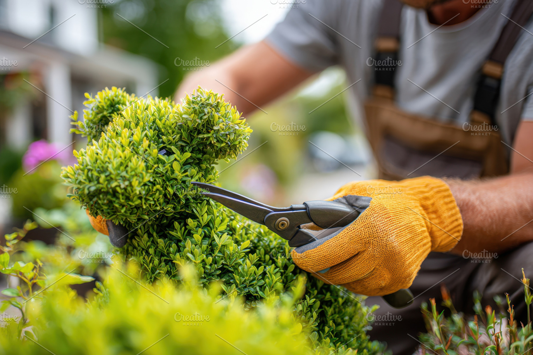 Man trimming a dog-shaped topiary in a garden, a Nature Photo by AlyaAnd