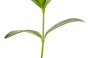 Periwinkle branch with green leaves on isolated background, a Nature Photo by ndanko