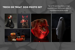 Trick or Treat Halloween Dog Photo, a Holiday Photo by Animalistica