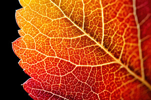 Vibrant autumn leaf close-up, a Nature Photo by AlyaAnd