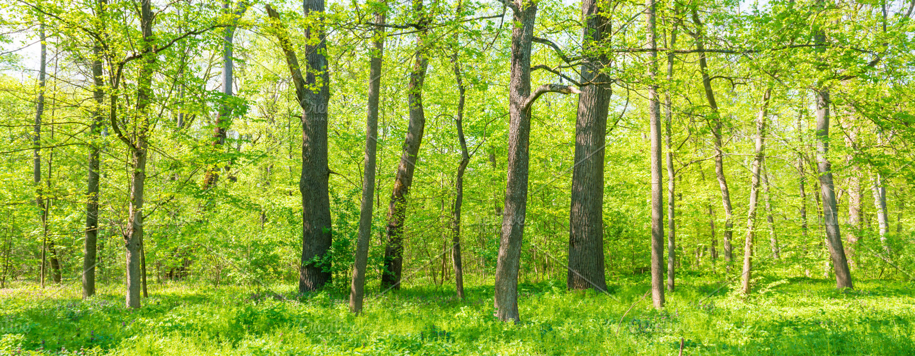 Green sunny forest panorama, a Nature Photo by Vapi