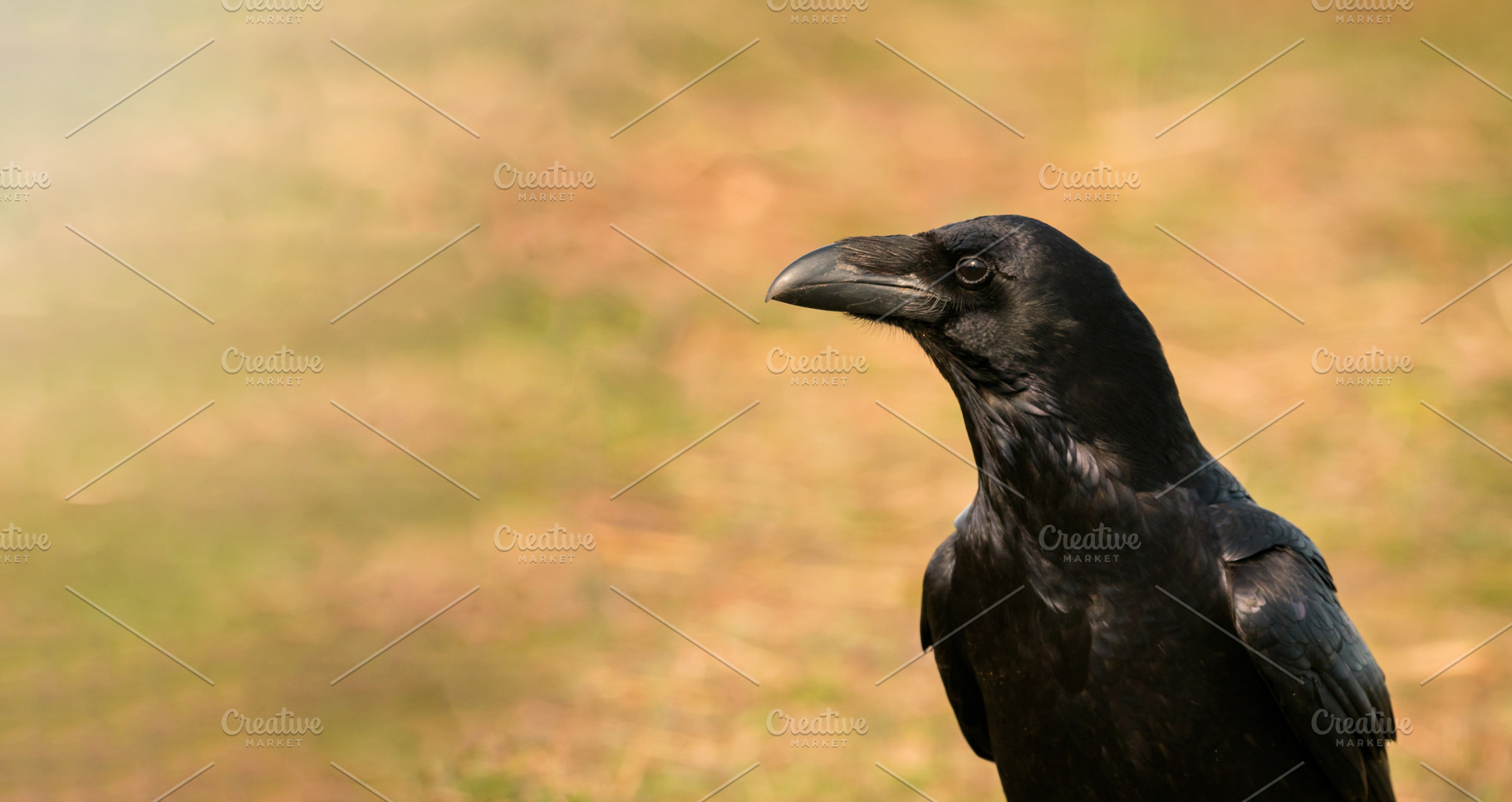 Black Crow Portrait with Warm Natural Background and Copy Space, an Animal Photo by José Manuel Gelpi