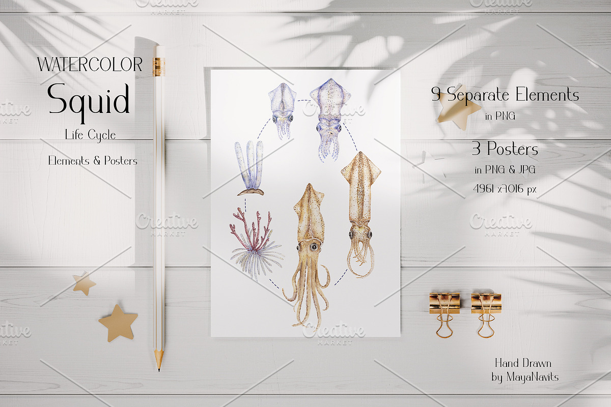 Watercolor Squid Life Cycle Set, an Education Illustration by MayaNavits (Photo 2 of 8)
