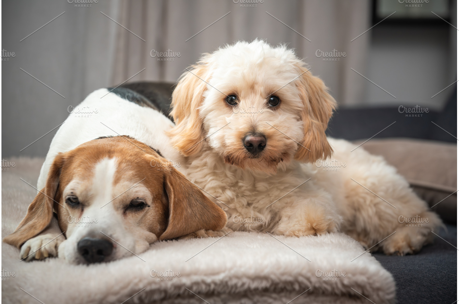Maltipoo and Beagle Dogs Lying, an Animal Photo by MadPhotos