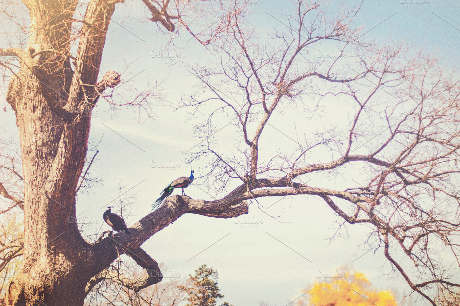 Sunday Afternoon Containing Nature Birds And Trees