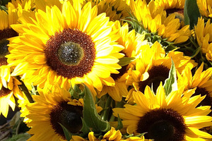 Sunflowers featuring sunflowers, yellow, and sunny