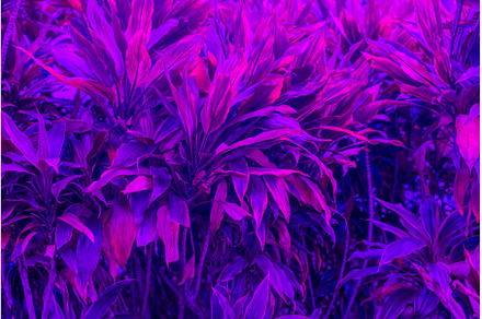 Thick bushes. Natural tropical, a Nature Photo by undrey
