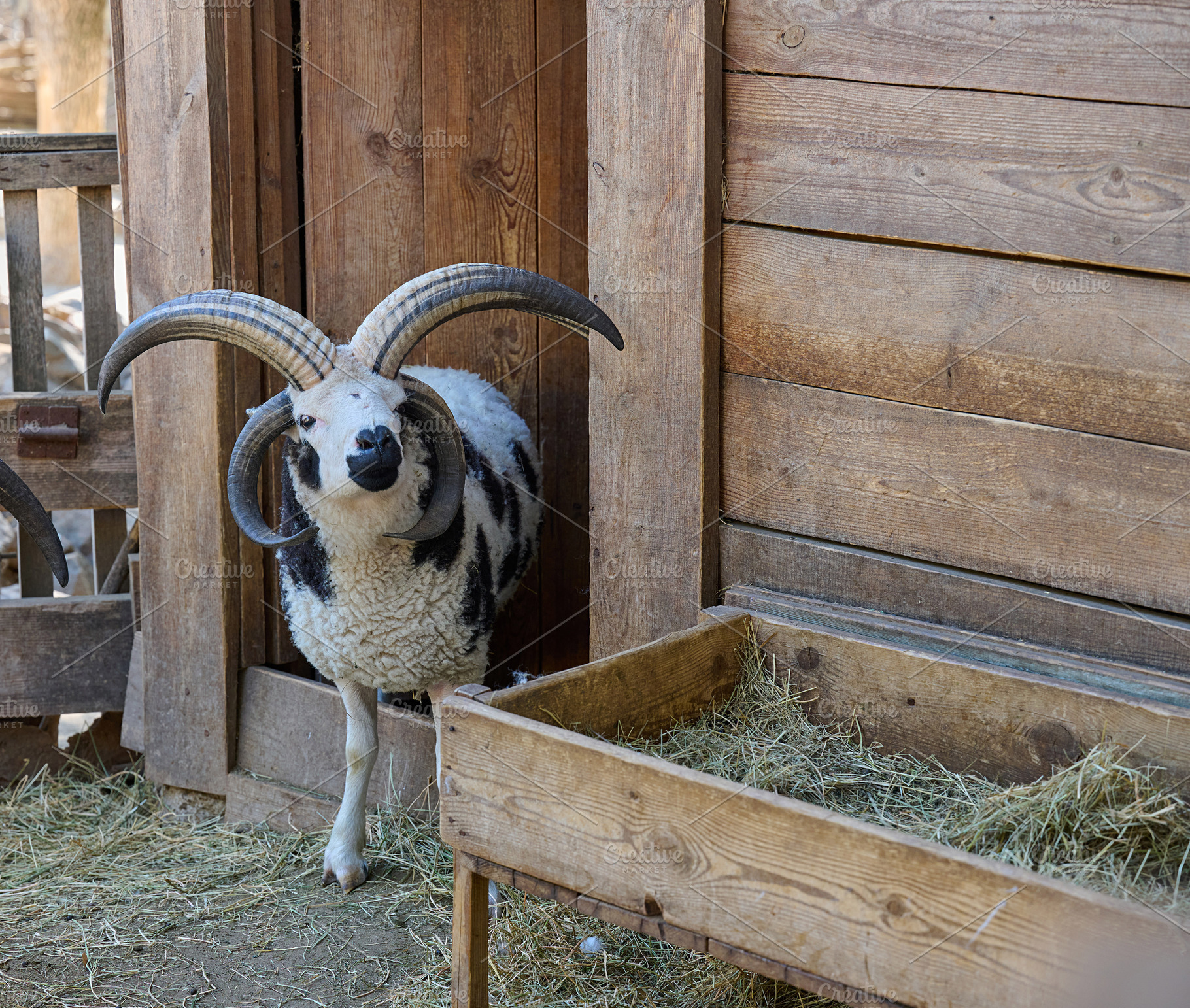 A sheep with large curled horns standing in a pen, an Animal Photo by ndanko