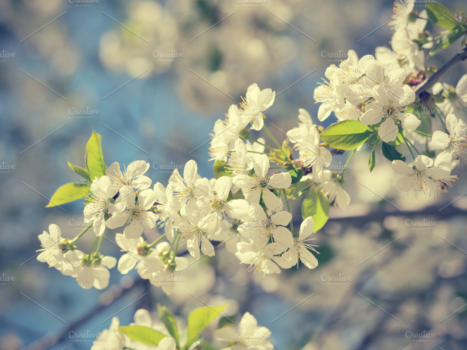 Cherry blossom stock photo containing cherry and flower