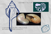 Seashells Hand drawn vector elements, a Seasonal Illustration by Lena Nikolaeva (Thumbnail 6 of 14)