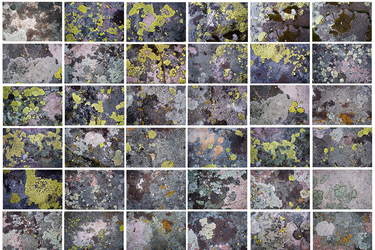 36 Lichen Textures preview 2