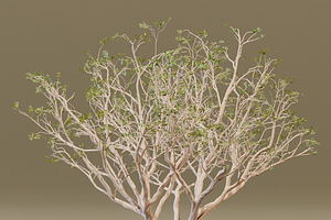 The Red Coral Tree, a Plants & Tree 3D Model by FuturePastCreatives