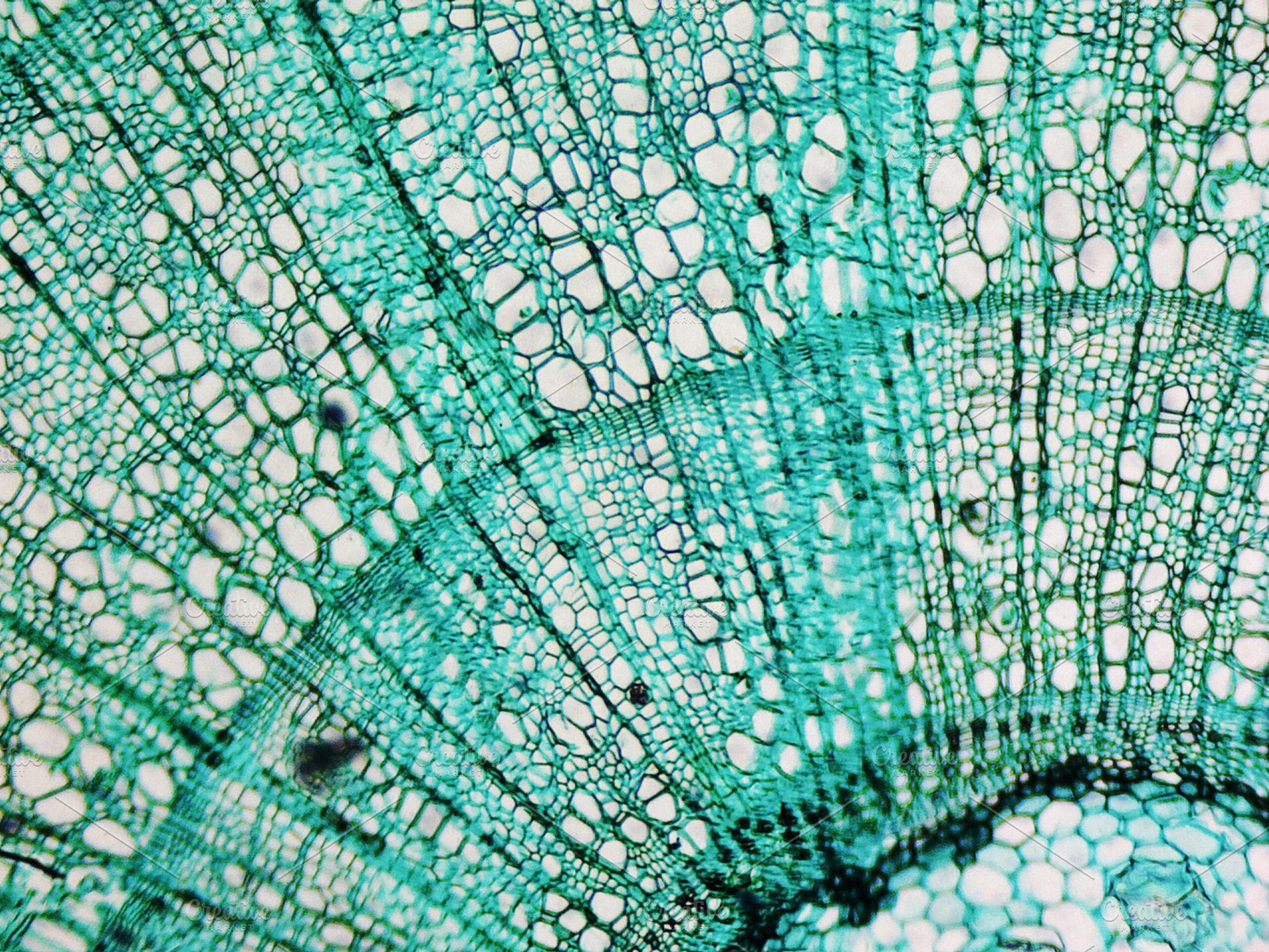 Microscope image of pine tree containing micrograph, microscope, and cell