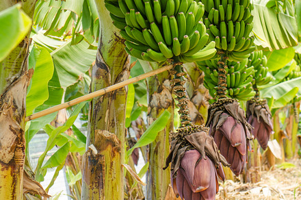 Row of banana trees.