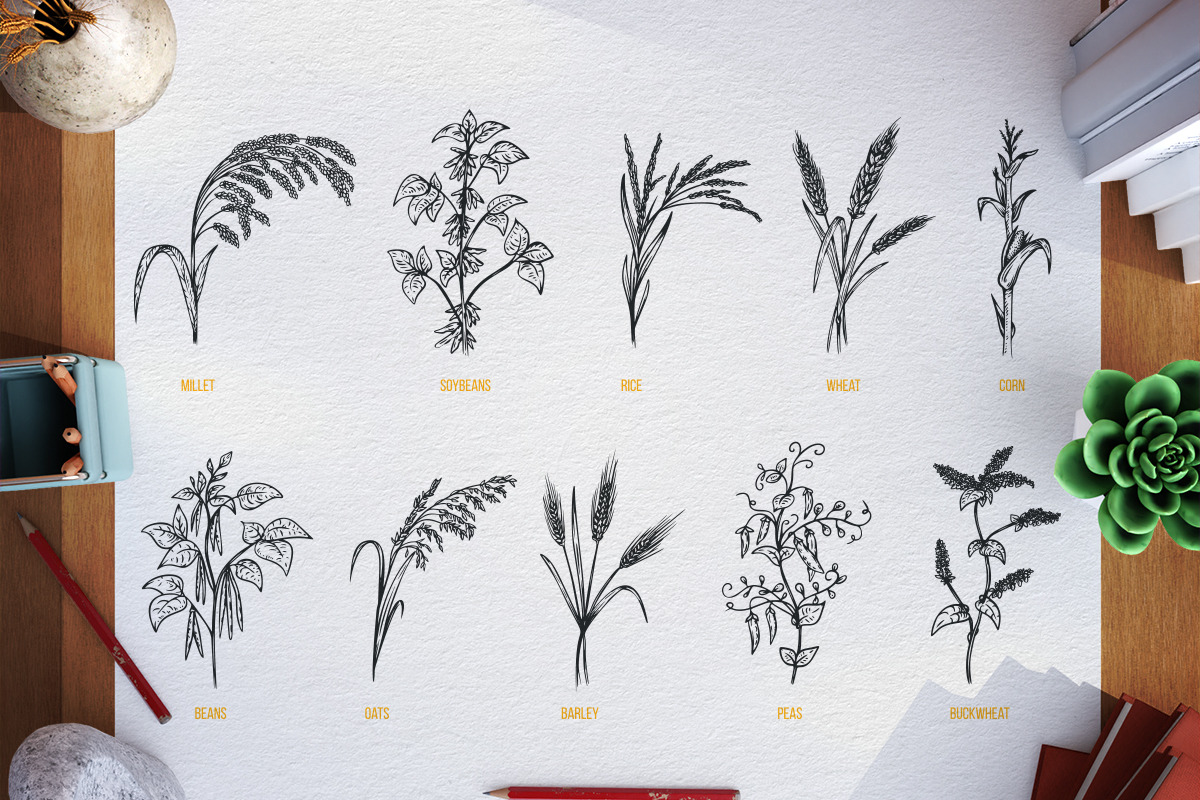 Agriculture plants, a Food Illustration by CGterminal (Photo 1 of 5)