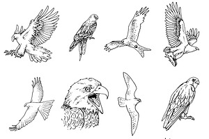 12 Bird Of Prey Illustration