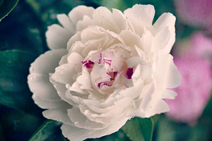 Pivoine