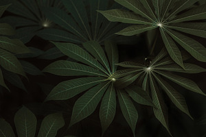 Dark Green Exotic Jungle Palm Leaves