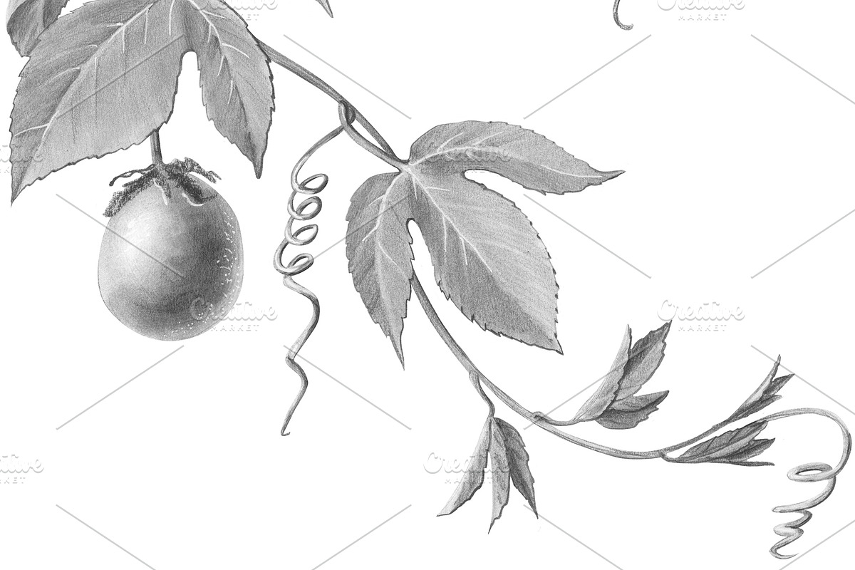 Passion Flower Pencil Illustration, an Illustration by Anna Repp Illustration (Photo 7 of 7)