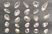 Seashells & Pearls PNG Collection, an Object Graphic by Olha Kostiuk (Thumbnail 5 of 5)