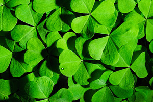 Green clover leaves illuminated by bright sunlight. Fresh shamrock foliage back