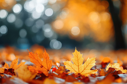 Orange maple leaves scattered, a Photo by Pavel_design