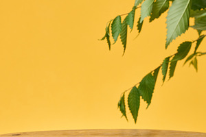 Round wooden podium with a branch with green leaves hanging from, a Background Photo by ndanko