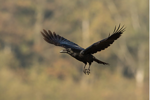Common raven flying in autumn nature