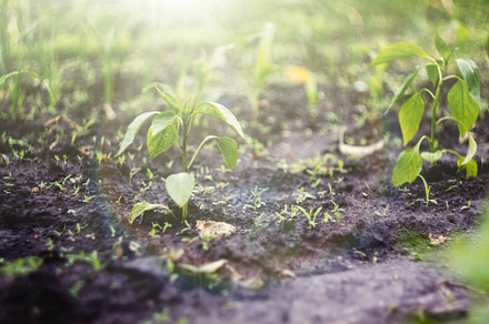 Young seedlings are planted in the garden in even rows in the su, a Nature Photo by TanaCh