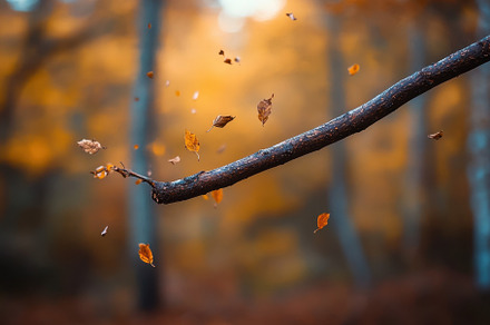 Closeup view of a stick surrounded b, a Photo by Iftikhar Alam