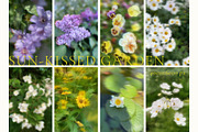 Blurry Flowers Abstract Backgrounds, a Background Graphic by Yuliya Derbisheva (Thumbnail 5 of 15)