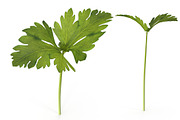 Celery, an Environmental 3D Model by AndrewWhite (Thumbnail 1 of 9)