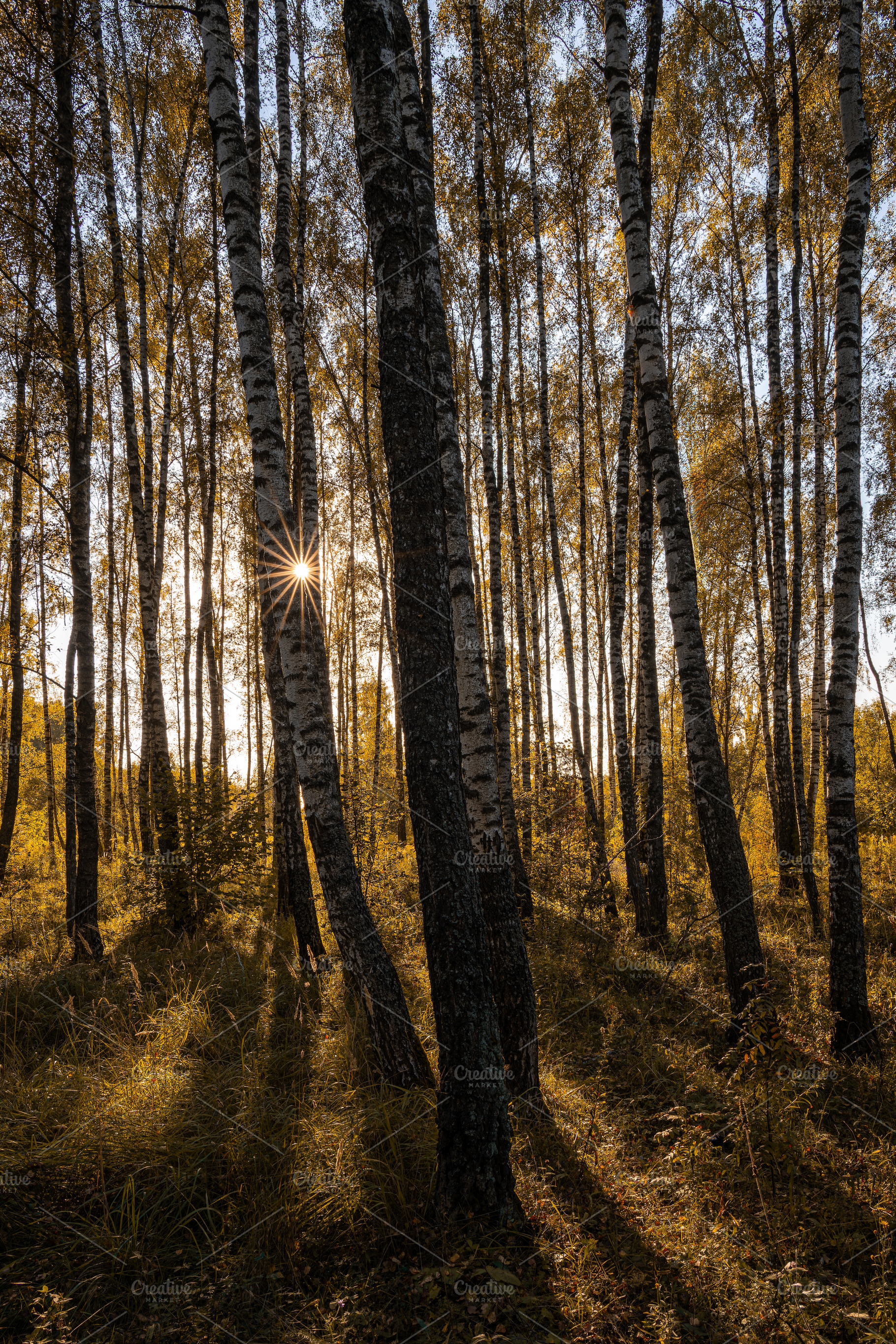 Sun setting through birch tree trunks in forest. Golden light illuminating autu, a Nature Photo by Eugene_Photo