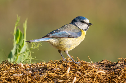 blue tit perched on an isolated branch