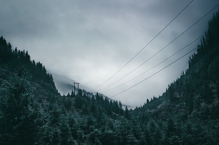 Autumn frozen firs