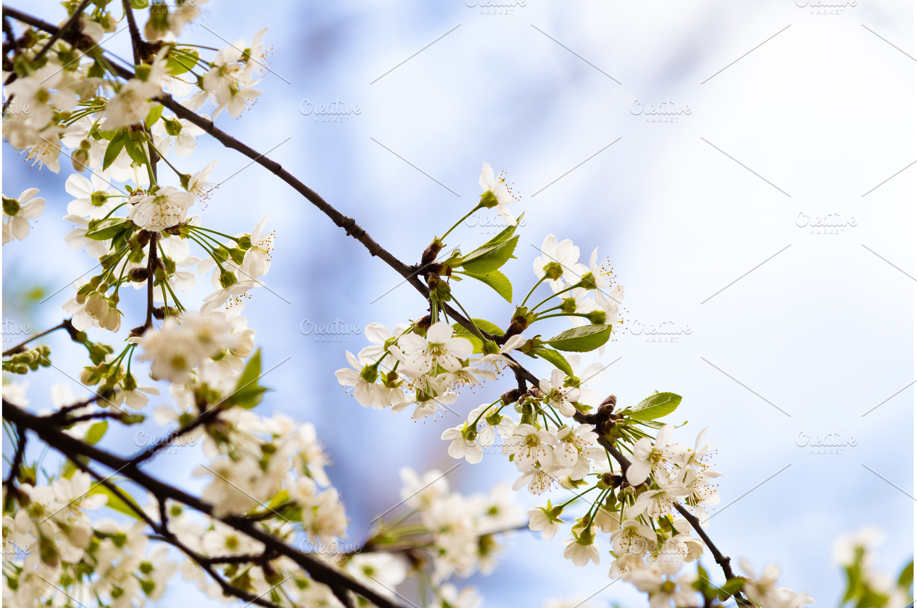 Blooming White Cherry Tree Branches, a Nature Photo by BeOGraphic