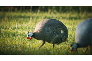 Guinea fowl grazing in summer grass, an Animal Photo by Our Amazing World
