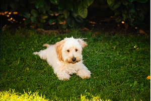 Maltipoo Puppy Lying Down in the, an Animal Photo by MadPhotos