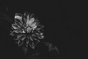 Dahlia on Dark Black x2, a Nature Photo by Bronwyn Voth (Thumbnail 2 of 2)