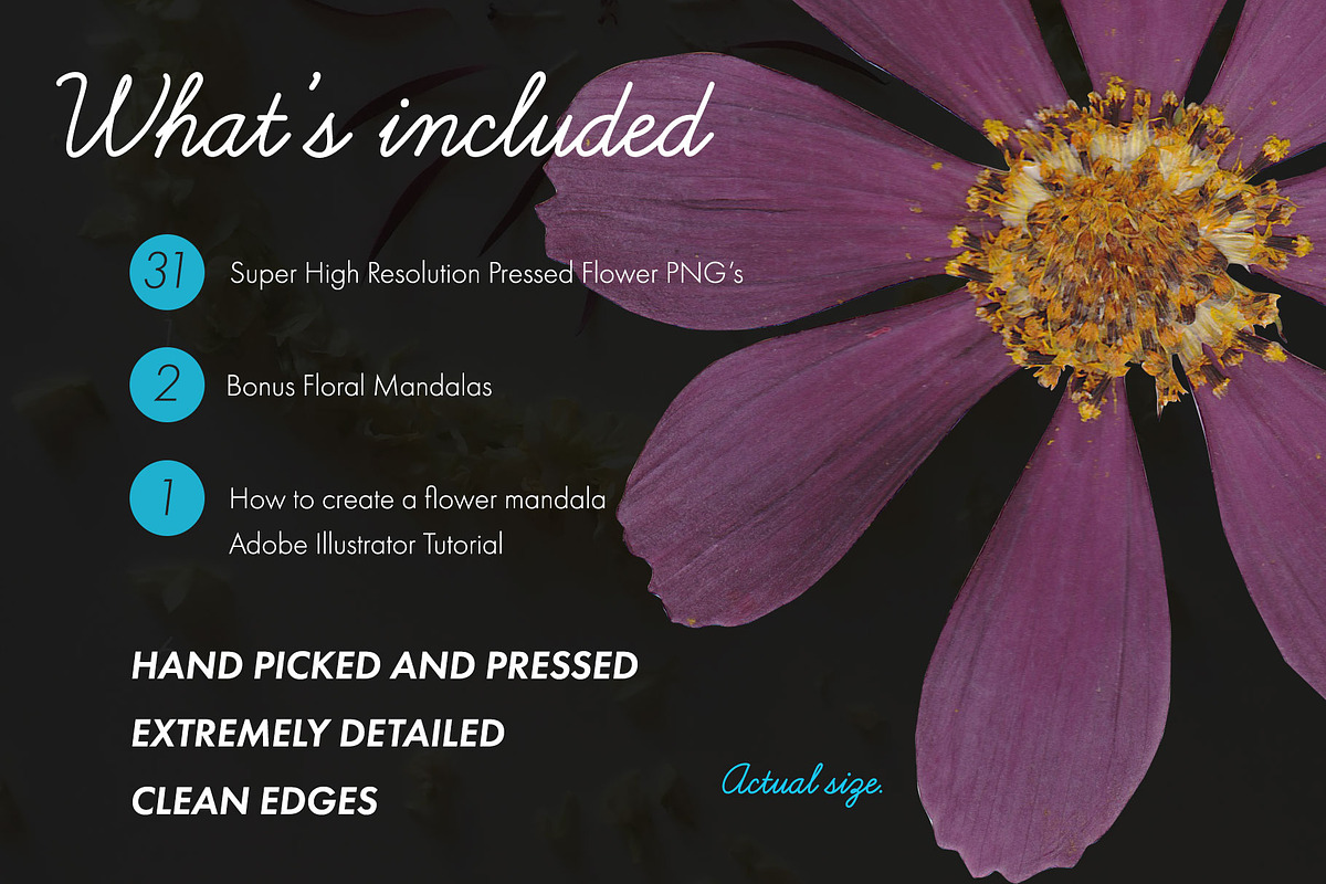 Pressed Flowers Floral Collage Kit, an Object Graphic by Tara Leigh Designs (Photo 2 of 6)