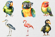 Funny Birds Collection Clipart, an Animal Illustration by DreamCafeArt (Thumbnail 3 of 7)