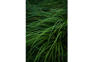 Lush green grass blades forming a, a Nature Photo by volodymyrshtun13795