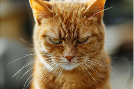 Closeup of a stern orange tabby cat, an Animal Photo by Ylivdesign